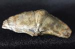 Cyrtospirifer verneuili (MURCHISON 1840) - Bild © FossNet FossilienStore